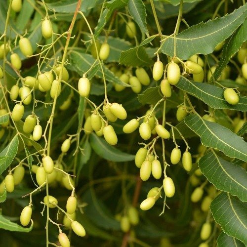 Azadirachta Indica