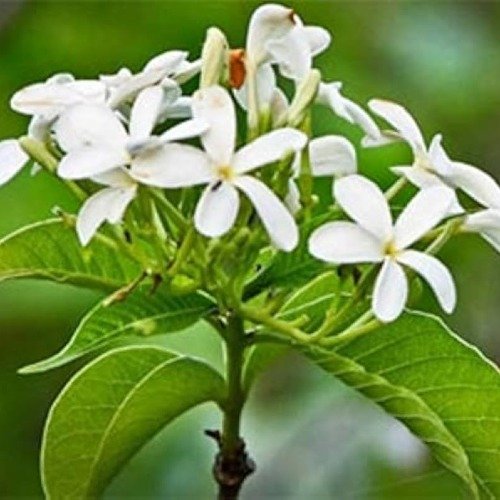 Holarrhena antidysenterica